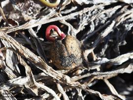   Seed:nbsp;  Calostemma abdicatum ; Photo by South Australian Seed Conservation Centre, used with permission 
